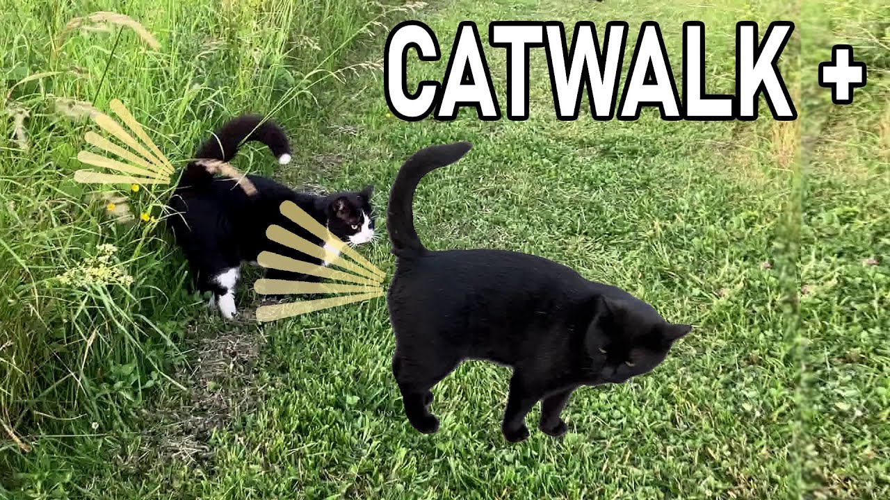 Cheerful cats spray during walk to the bench