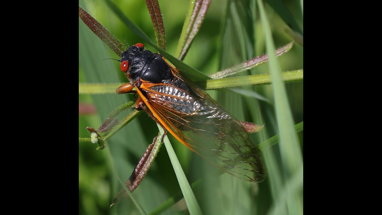 Brood X Cicadas singing in NW Ohio