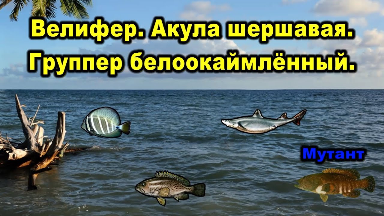 РР3. Велифер.  Группер белоокаймленный. Акула шершавая.  Павлиний группер - мутант.