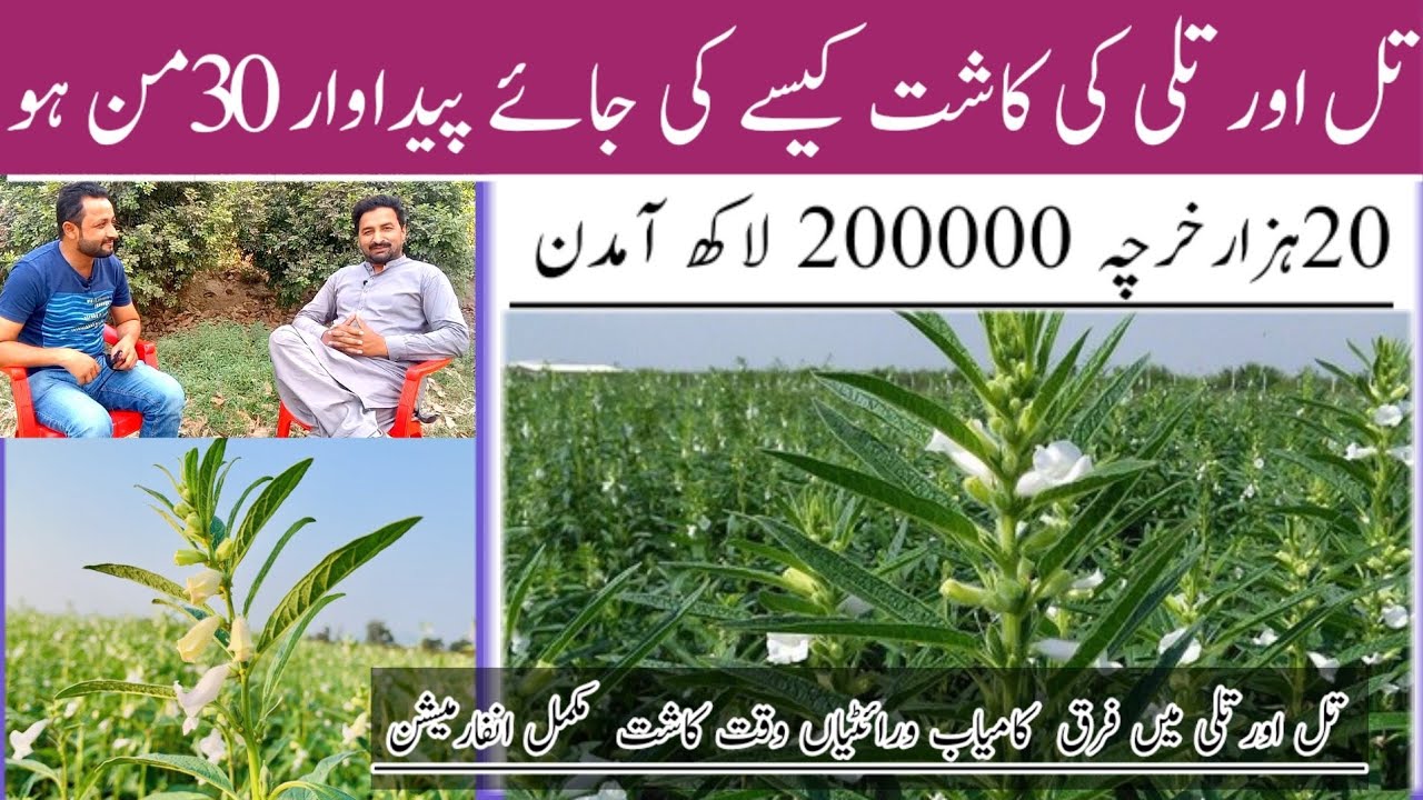 Sesame farming| Sesame Carp Pakistan | Till ki kasth | تل کی کاشت | تلی کی کاشت |