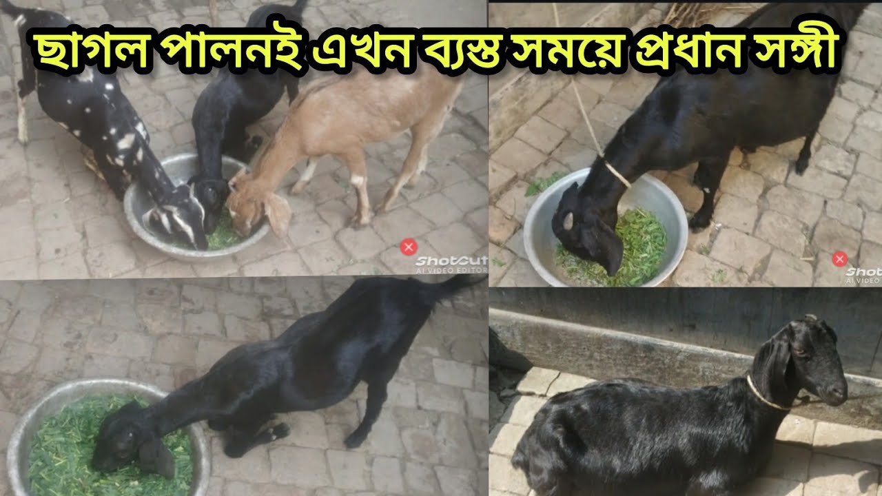 প্রতিদিন ব্যস্ততার বড় অংশ জুড়ে আছে ছাগল পালন।🐐🏡🐔💚