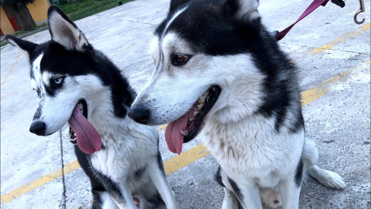 9 DATOS CURIOSOS Sobre los HUSKY SIBERIANO 🐺🐾| IMARS
