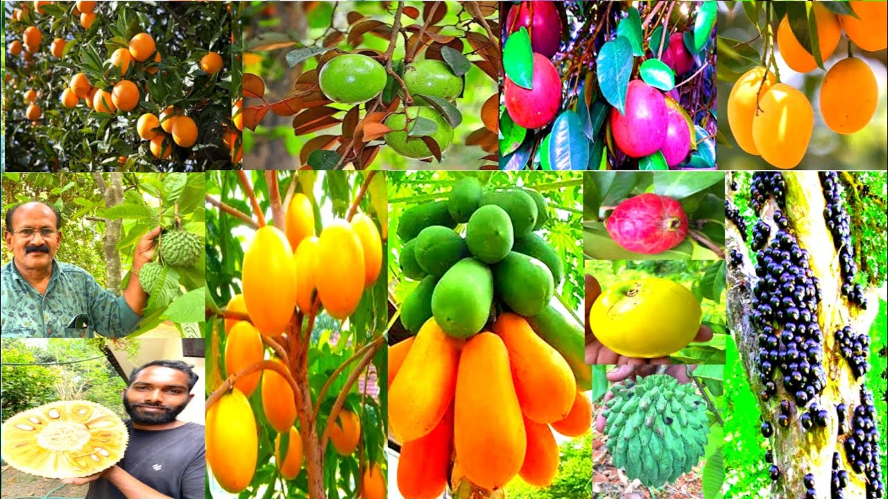 ഒരു ചെറിയ കുടുംബം  വളർത്താൻ പറ്റിയ നിരവധി ഫ്രൂട്ടുകൾ കായ്ച്ചു നിൽക്കുന്ന മലപ്പുറത്തെ വീട് #exotic