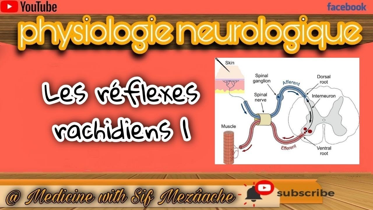 7.1/ Physiologie de la fonction reflèxe (Moelle épinière) [Partie 01 ]| Physiologie 2éme MED