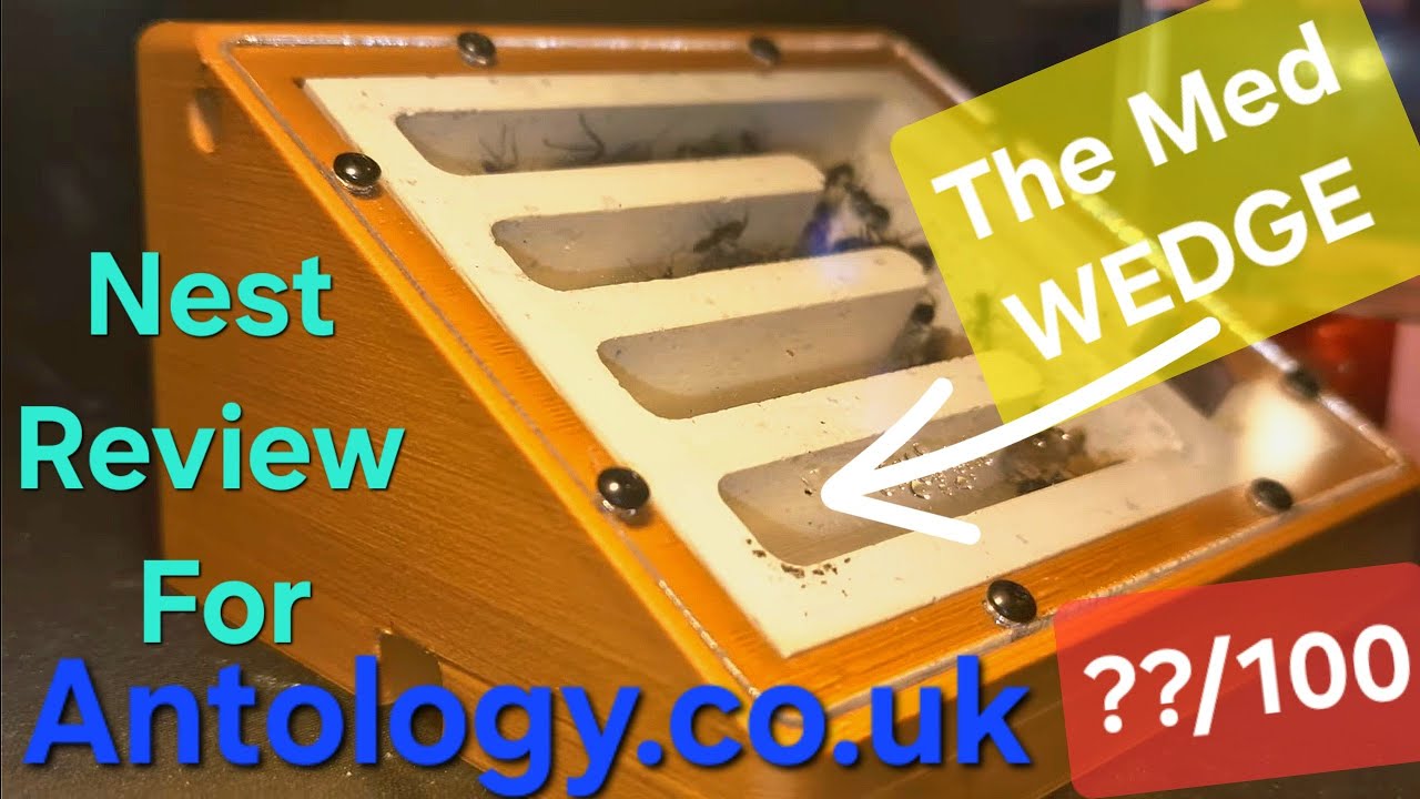 THE MEDIUM WEDGE - Nest Review - Antology.co.uk ⭐️⭐️⭐️⭐️⭐️