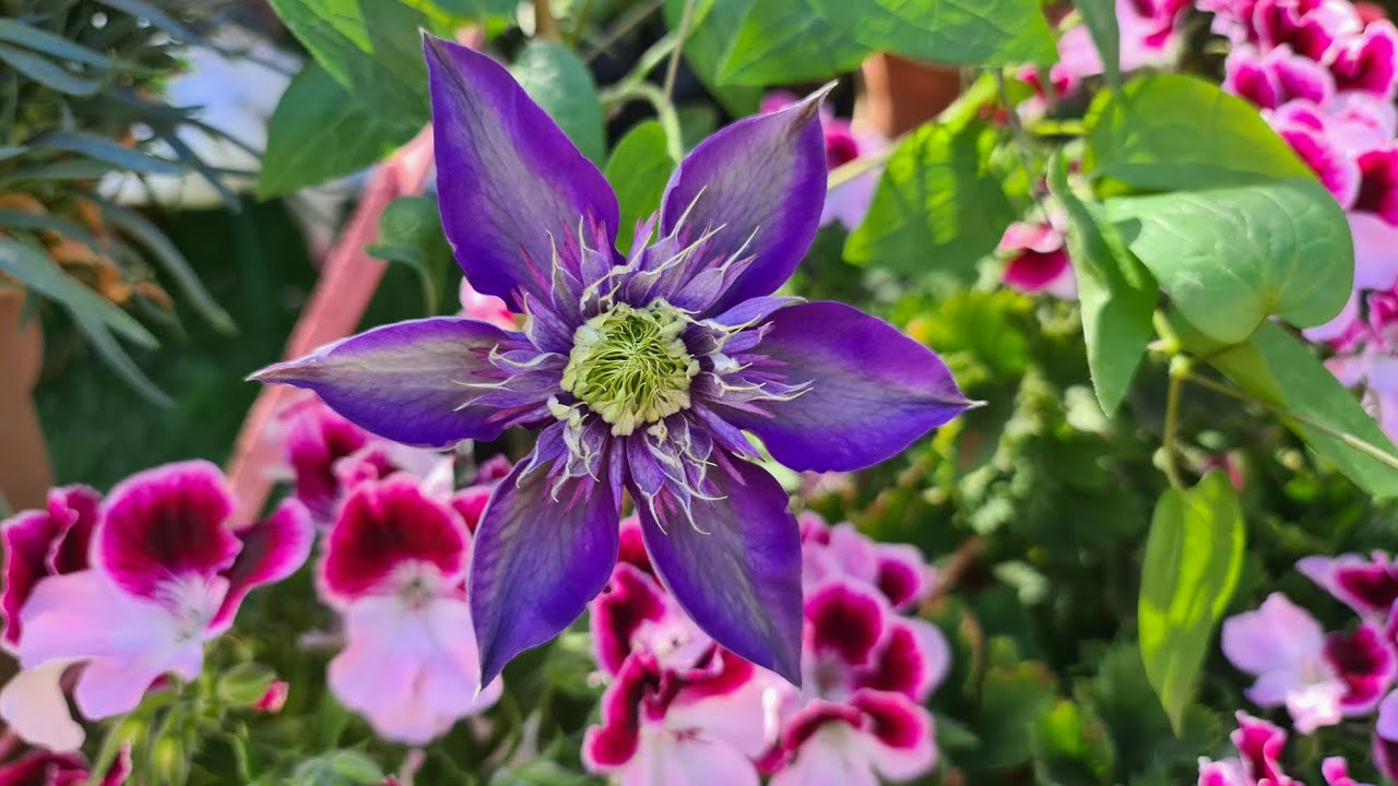 Mis plantas me siguen regalando sus hermosas flores. Todo mi jardín es un arcoiris de colores 🌹