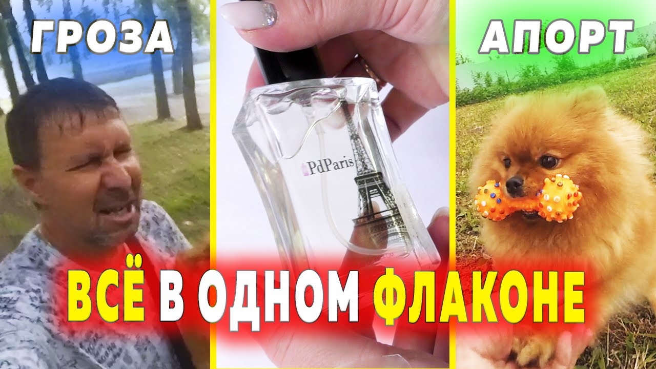 Шпиц Бэлла гроза Кемерово. Парфюм от PD Paris. Сумка переноска для собаки породы шпиц