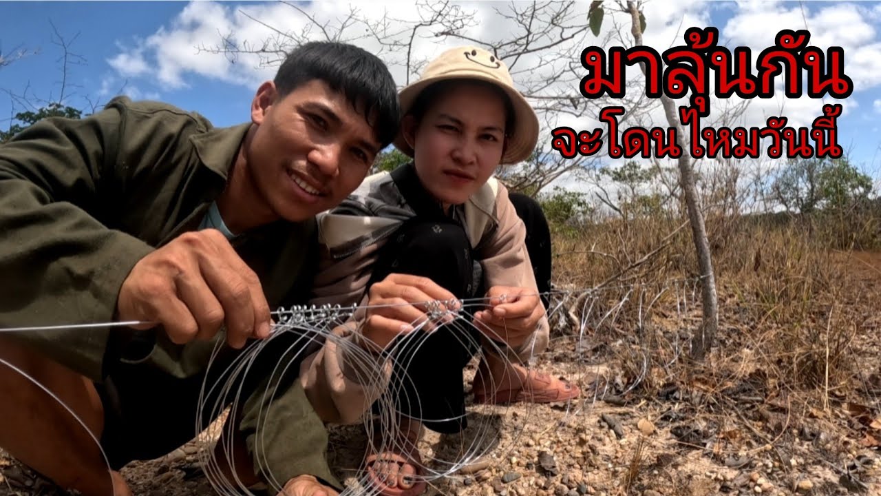เลาะยามบวมกระต่ายป่ามาลุ้นกันว่าจะโดนไหม/ເລາະຢາມບ່ວງກະຕາຍປ່າຈະຫມານໄຫມ