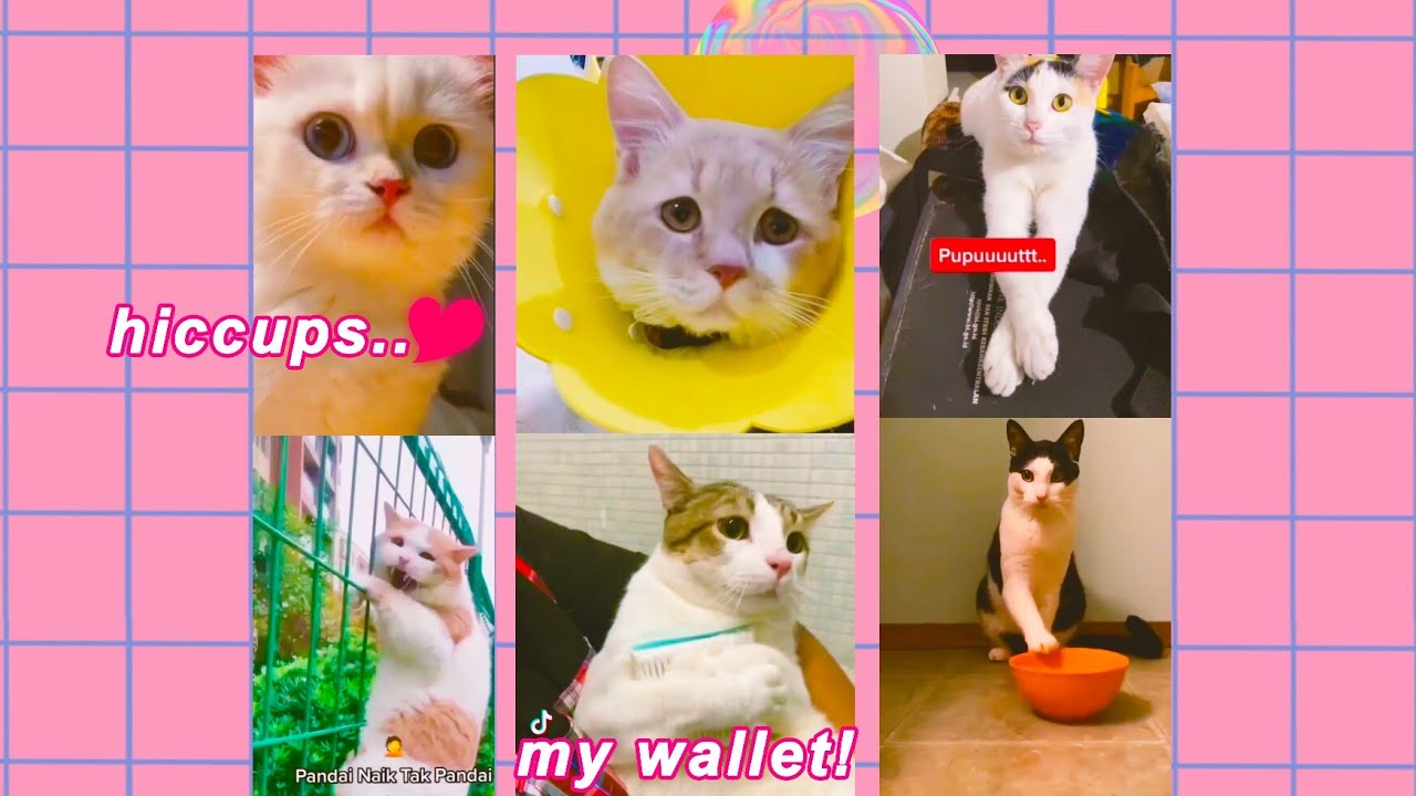 funny cats random | cat of bengek