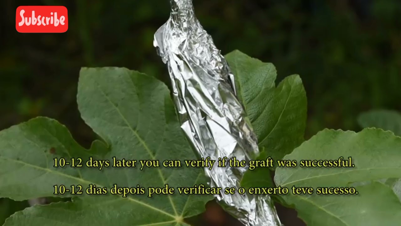 CHIP BUD GARFTING IN FIG #ptubegarden #gardening #grafting