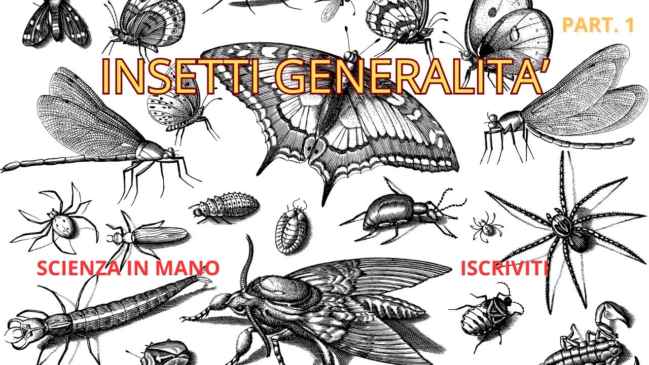 INSETTI GENERALITA'