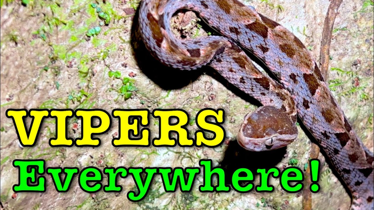 Fer de Lance Snakes in Costa Rica: Herping Dangerous Vipers!