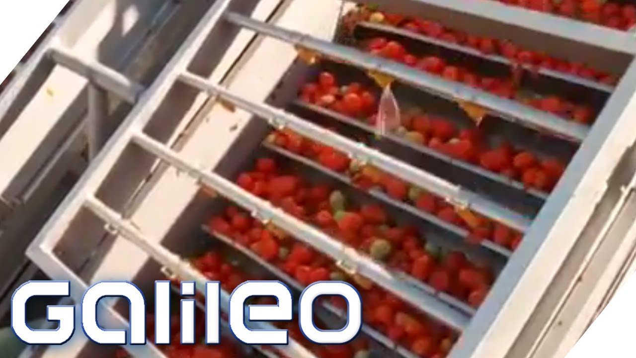 Dosentomaten aus China | Galileo | ProSieben