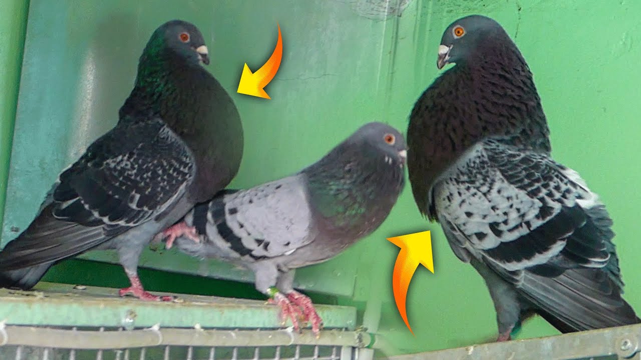 أسماء الحمام لي جيبت | توليعة داخل سجنة