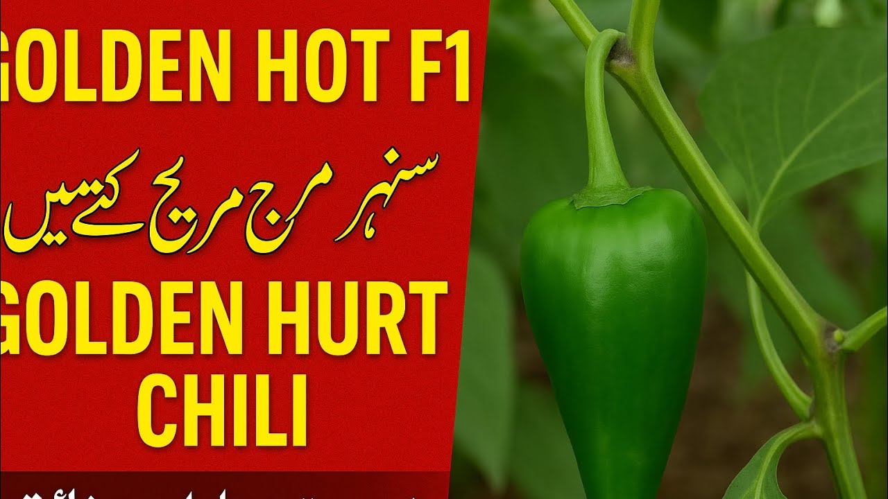 Golden Hot F1 – سنہری مرچ جسے کہتے ہیں Golden Hurt Chili | زبردست پیداوار اور تیز ذائقہ