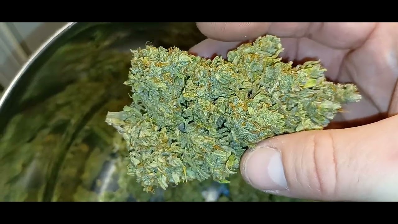 Unit Farm UF2000 Canuk Seeds Micro bottle grow weigh out medicinal cannabis