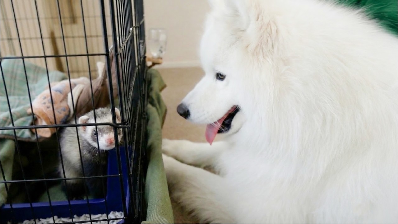家に来たお友達が気になりすぎてケージの前から離れなくなった犬がかわいすぎました&hellip;