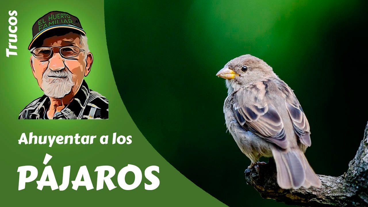 ESPANTAR PÁJAROS: Cómo ahuyentar a los pájaros sin hacerles daño