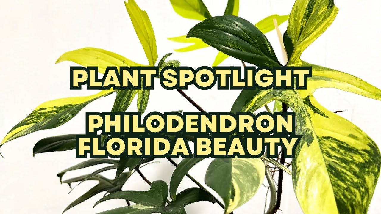 The Most Beautiful Philodendron (Florida Beauty Spotlight)