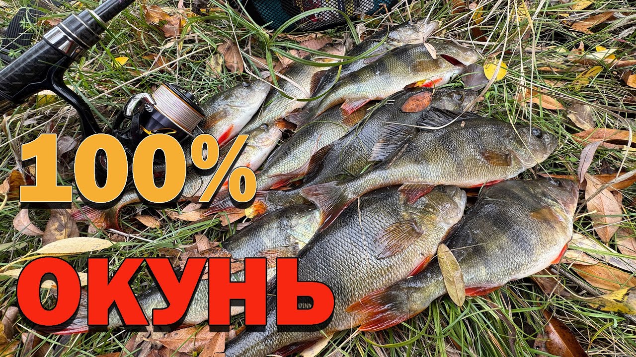 Піймав окуня на силіконку КРУТА РИБАЛКА В ПАКЕТ