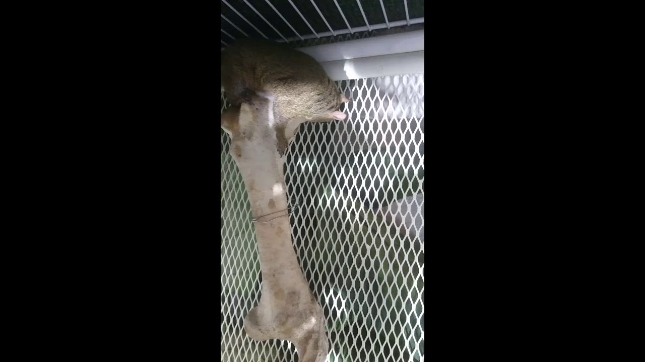Steve the Squirrel eats his natural calcium supplement..... It's a huge cow bone!