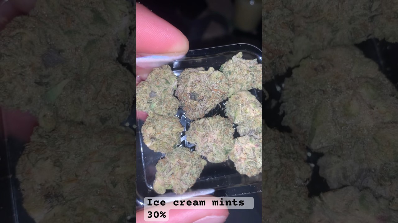 Jungle boys (ice cream mints) 30% thc