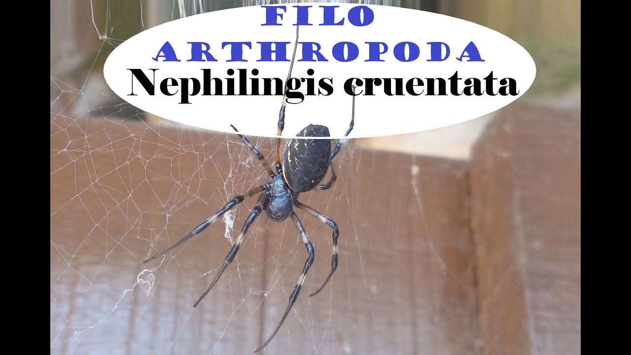 Nephilingis cruentata - Aranha Maria Bola