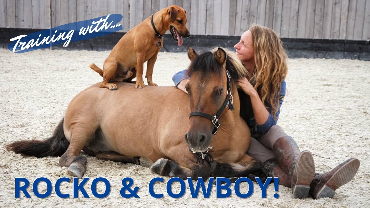 TRAINING with Rocko & Cowboy - MY DOG & PONY DUO!