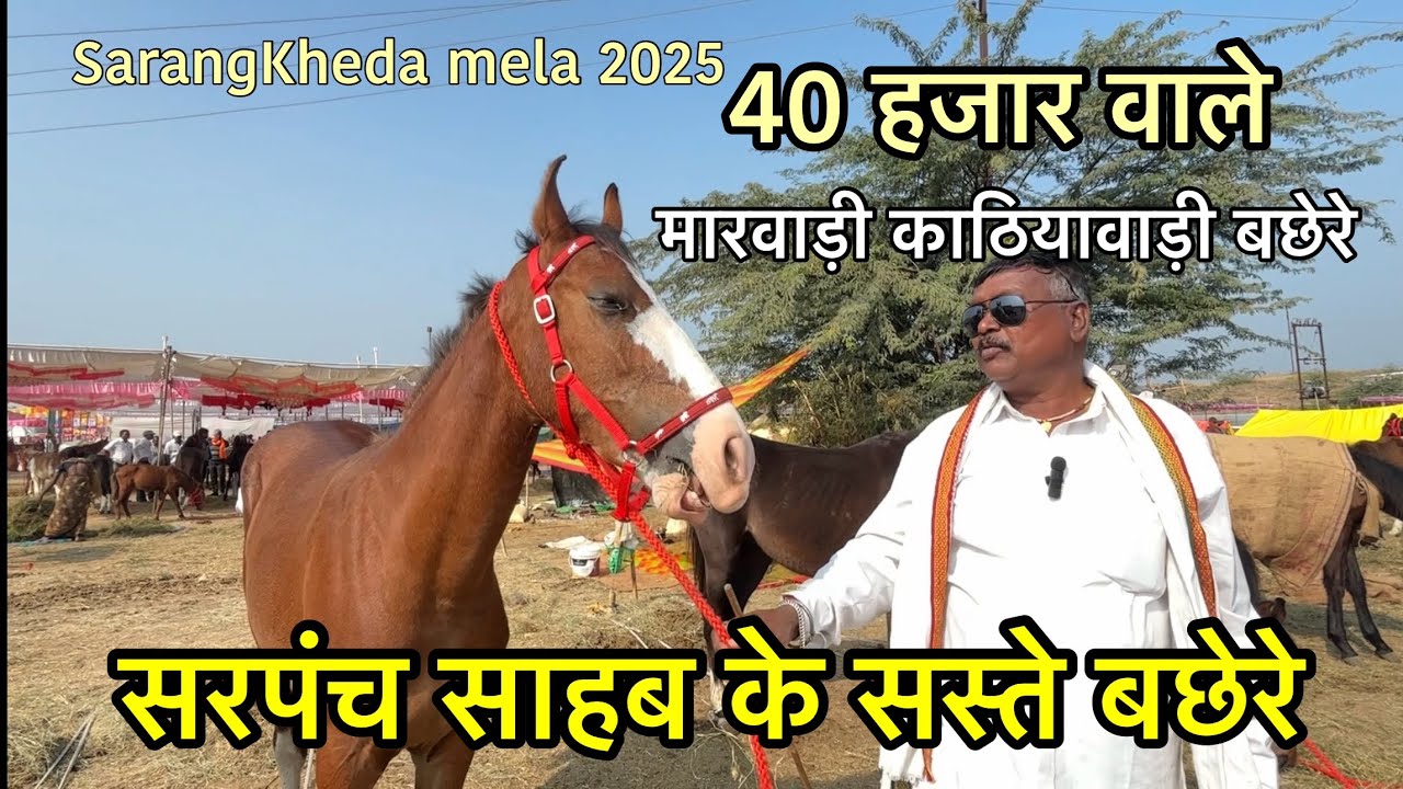 सरपंच साहब के मारवाड़ी काठियावाड़ी सस्ते बछेरे | SarangKheda Horse Mela 2025 update