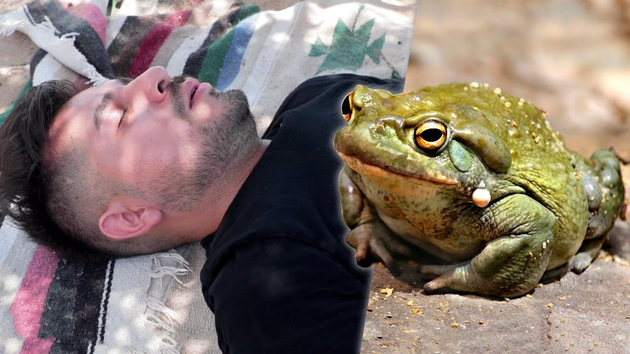 Bufo Alvarius: La ceremonia en la que mueres…