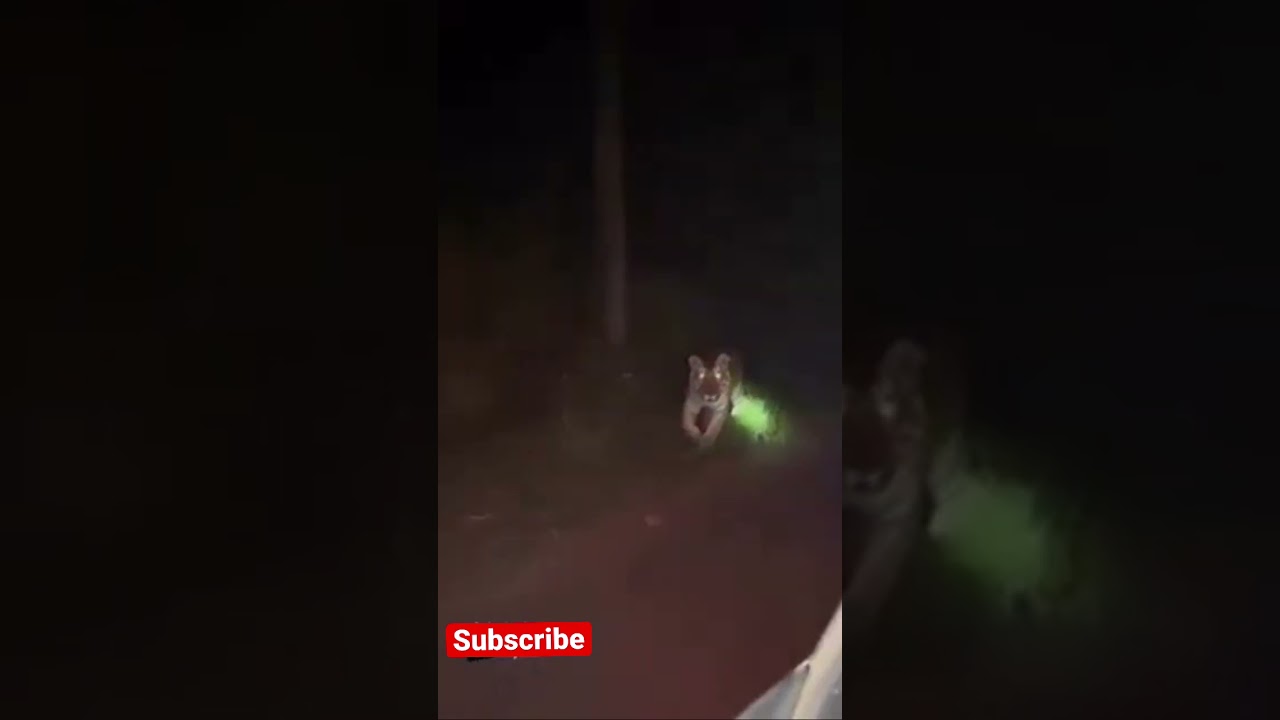 Tiger 🐅 walks towards car in mid night | Kerala Tiger Spotted in highway | #shorts #keralawildlife