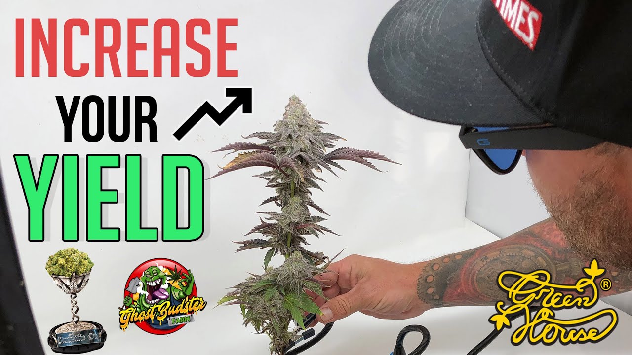 CANNABIS CUP WINNER - Growing Secrets