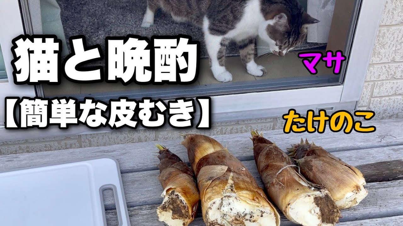 Есть побеги бамбука и пить пиво с кошкой