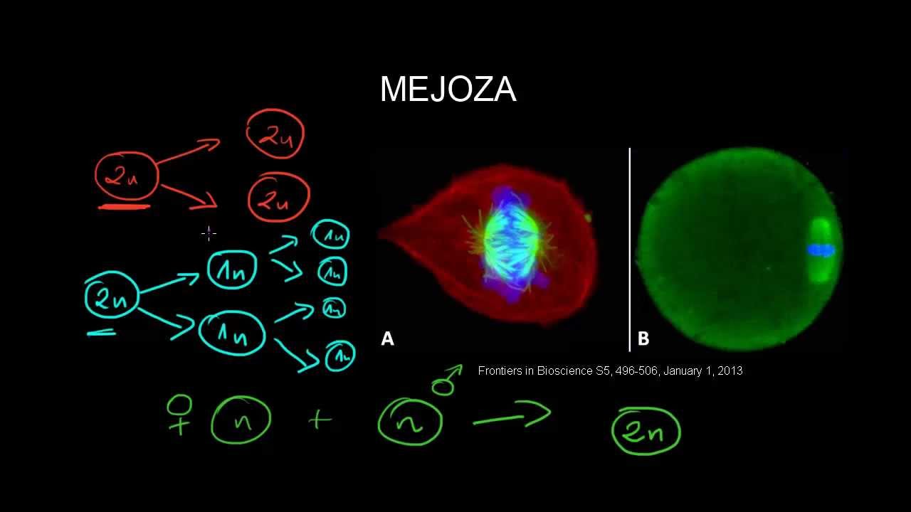 Mejoza - na drodze do rozmnażania płciowego