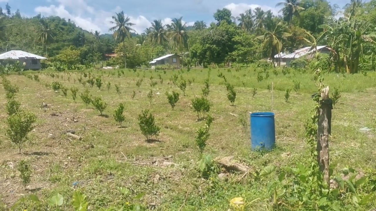 CALAMANSI Farming: Our 5-Months Old Marcot @ Backyard