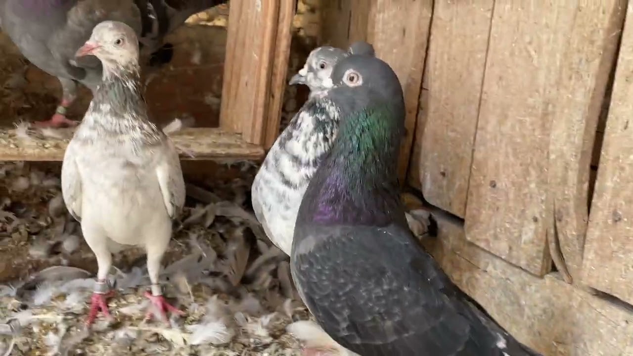Tipplers Pigeons Shannon Bwoden Mahutian Werf Gordon Hugh’s  video 4K 2023
