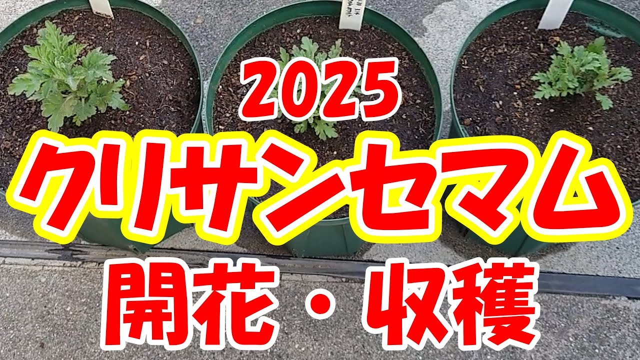 【菊】クリサンセマムの定植後開花収穫を振り返りました＃クリサンセマム＃クリサンセマムの育て方＃5月咲き菊