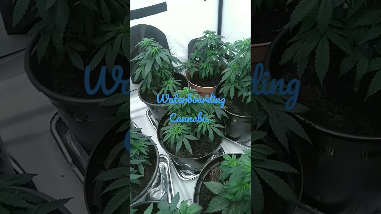OVER WATERING CANNABIS !!