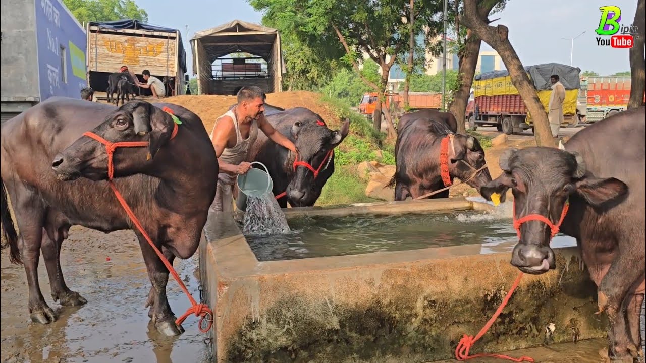 हरियाणा वाली सभी भैंस सुबह-सुबह गिरी बाबा के डेयरी फार्म पर देखने को मिलेगी |Bipin Singh Dildarnagar