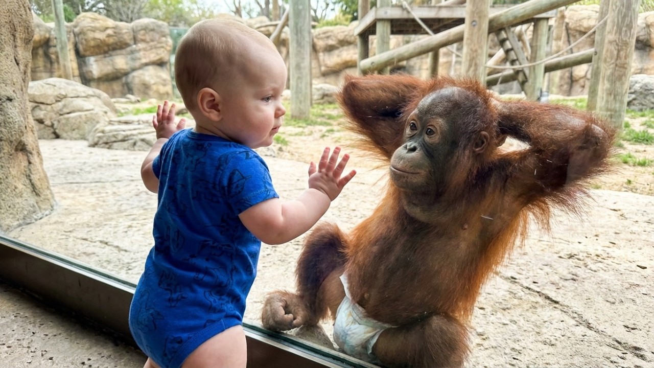 Funny Baby At Zoo: Baby Can’t Control His Emotions When He Meets Wild Animals
