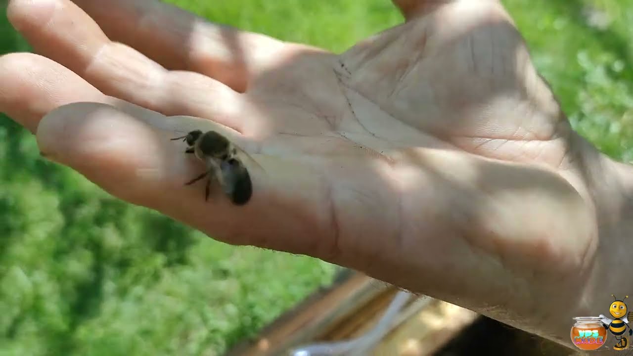 Ciekawostki o pszczołach🐝2# Jak znaleźć królową w ulu 🤔