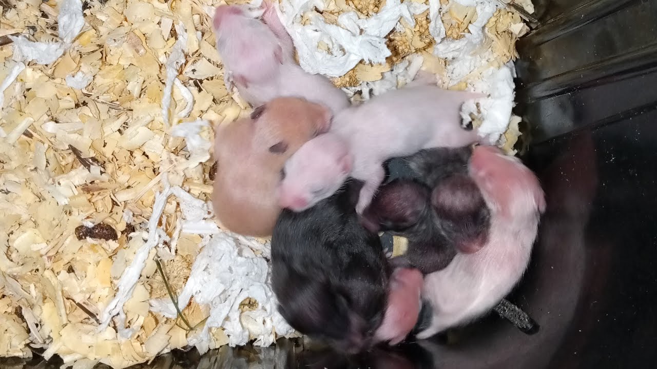 Day 9 Baby Syrian Hamsters 🐹 Live Cam | Cute Hamster Babies Growing Fast 💕