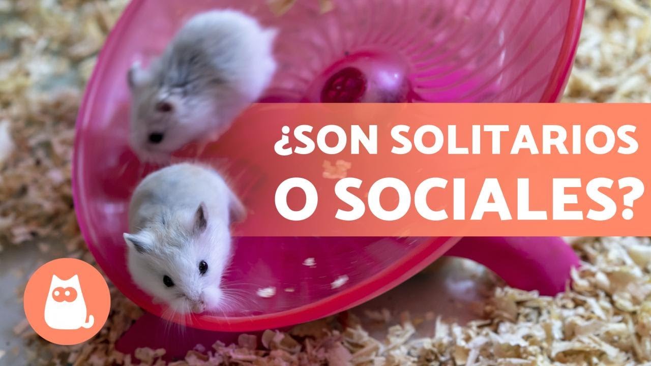 ¿Se pueden tener DOS HAMSTERS en la misma JAULA? 🐹🐹