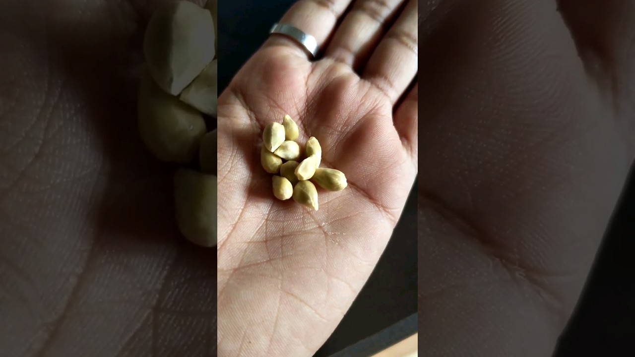 Germination of Orange seeds Day-1 #agriculture #germinatingseeds #orangeplant