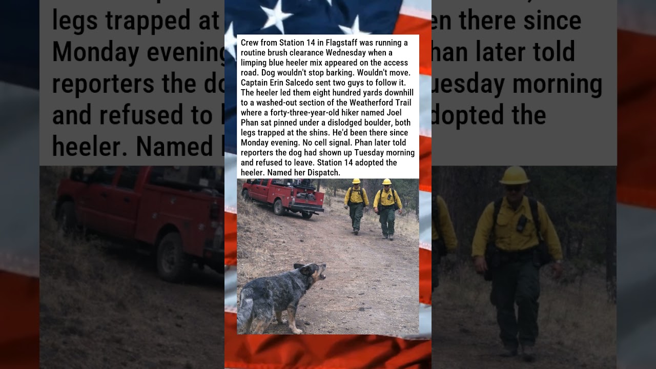 STRAY DOG LEADS FIREFIGHTERS TO TRAPPED HIKER 🐕🏔️🔥