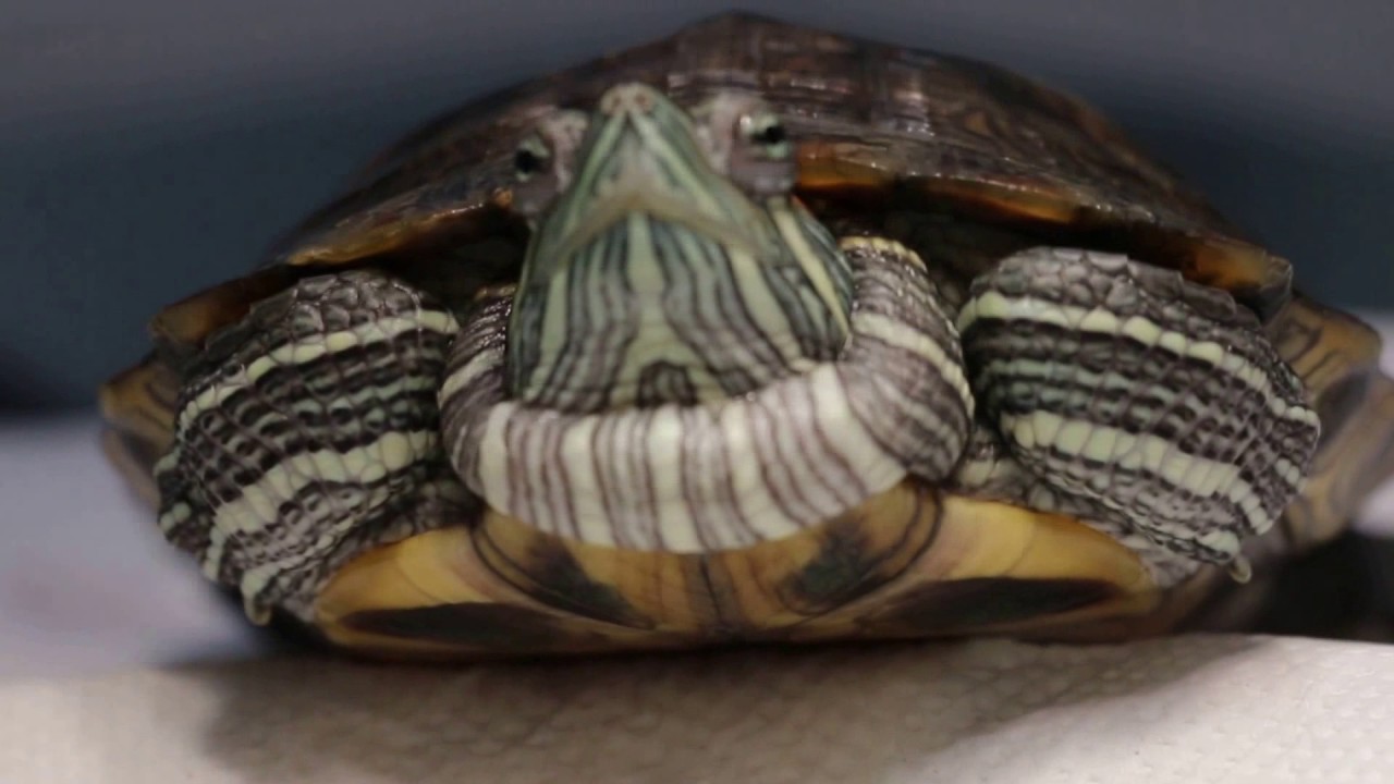 A 2-year-old red-eared slider has a large neck swelling