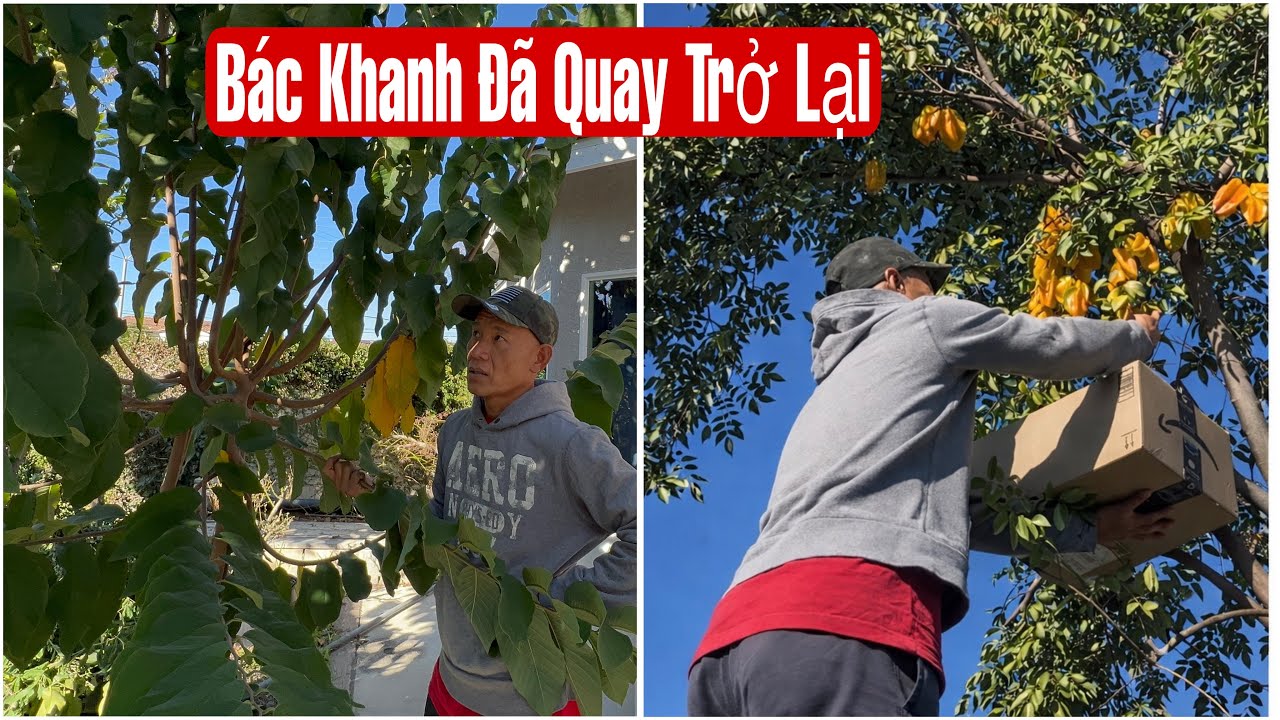 Vườn Cây Của Bác Khanh Sau Mấy Tháng Về Việt Nam, Nay Trở Lại Mỹ