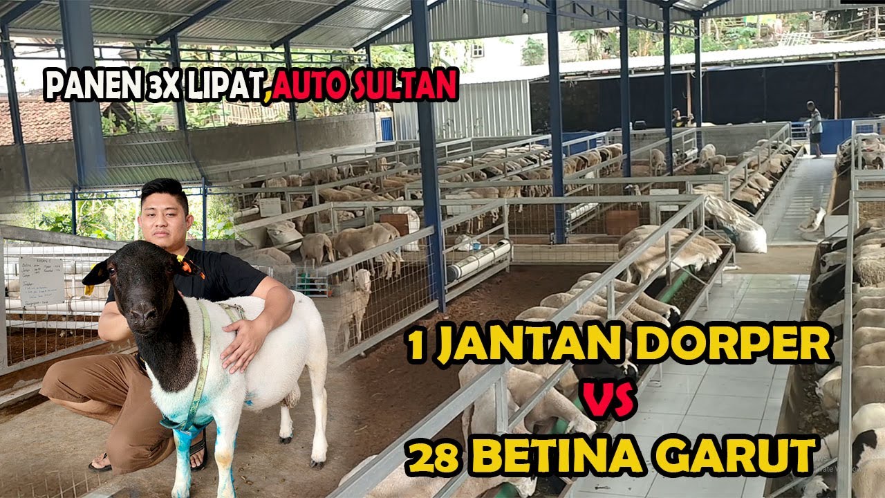 PABRIK BREEDING DOMBA GARUT DAN DORPER TERBESAR DI JAWA