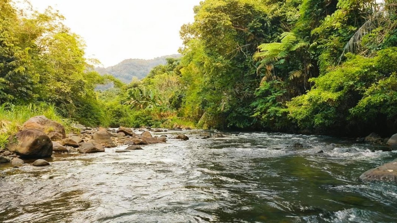 Peaceful River Ambience Sounds | Forest White Noise