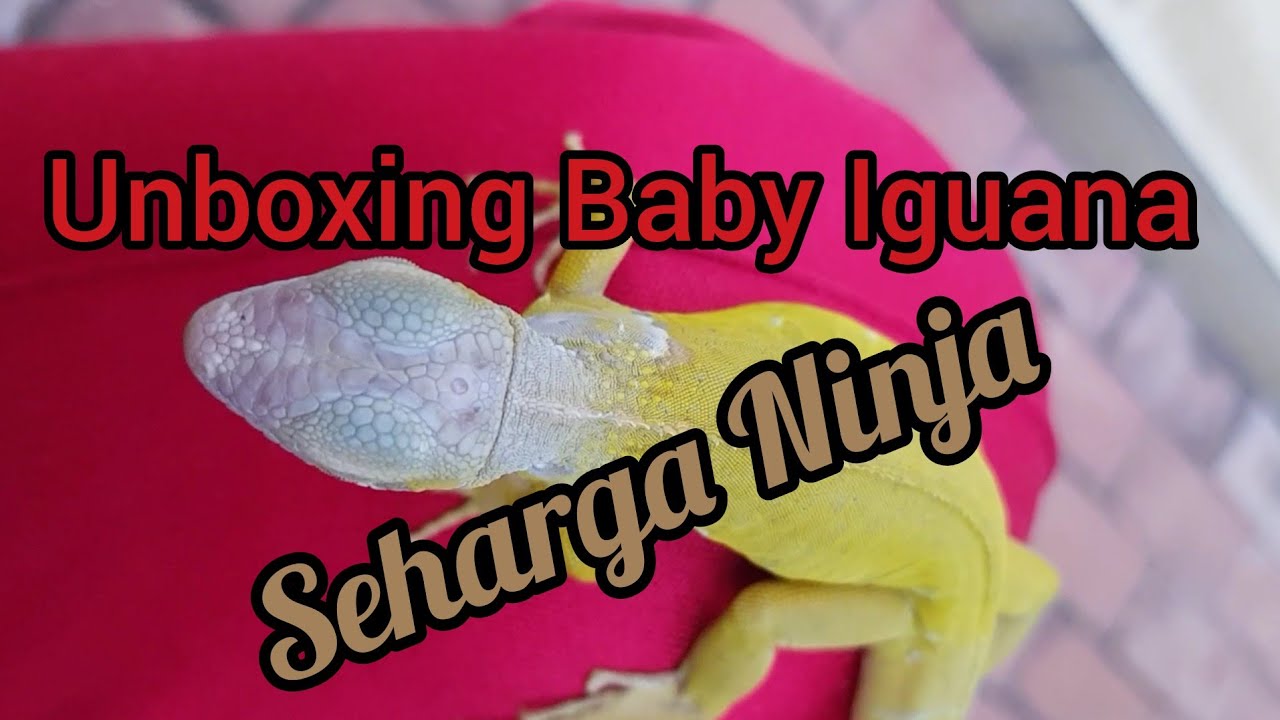 Edisi Iguana: unboxing iguana termahal yg pernah saya beli